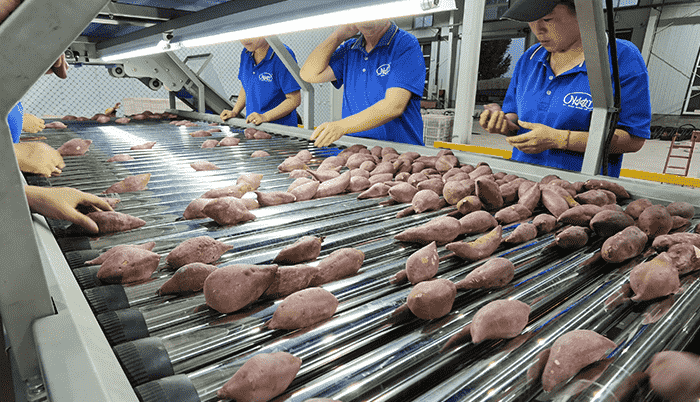 images/1773043179005sweet potato sorting.png